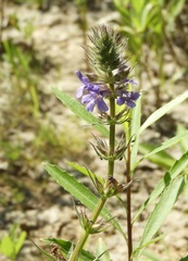 Stemodia lanceolata
