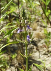 Stemodia lanceolata