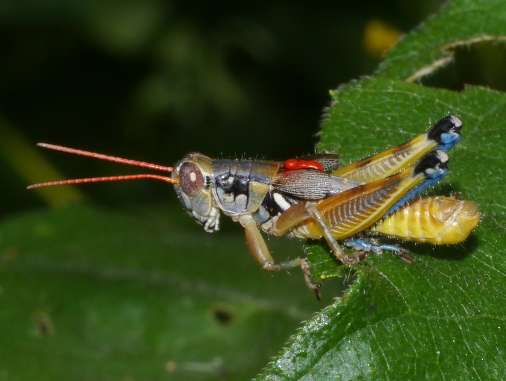 Melanoplus aridus