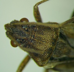 Stictopleurus abutilon
