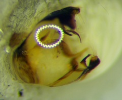 Stictopleurus abutilon