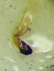 Stictopleurus abutilon