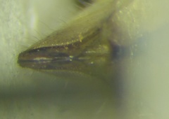 Stictopleurus abutilon