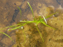 Callitriche hamulata