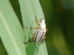 Macrodactylus uniformis