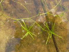 Callitriche hamulata