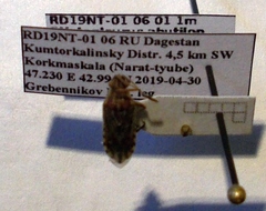 Stictopleurus abutilon