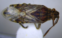 Stictopleurus abutilon