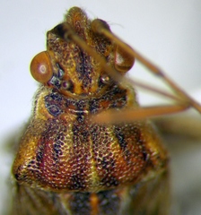 Stictopleurus abutilon
