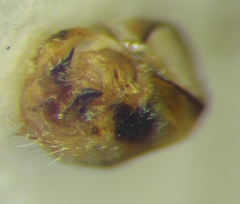 Stictopleurus abutilon