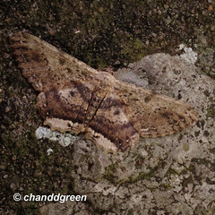 Ruttellerona pseudocessaria