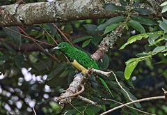 Chrysococcyx cupreus