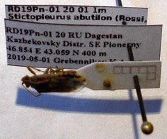 Stictopleurus abutilon