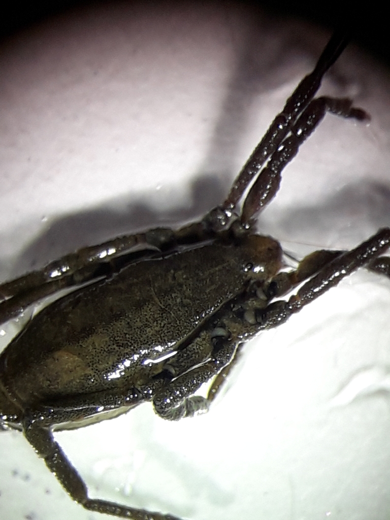 Trogulus closanicus