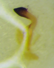 Stictopleurus abutilon