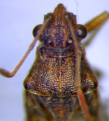 Stictopleurus abutilon