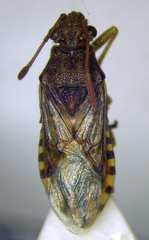 Stictopleurus abutilon