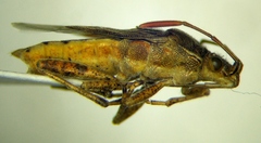 Stictopleurus abutilon