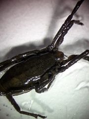 Trogulus closanicus