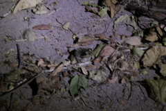 Lithobates forreri