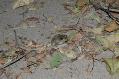 Lithobates forreri