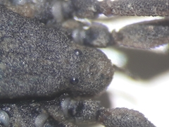 Trogulus closanicus