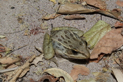 Lithobates forreri