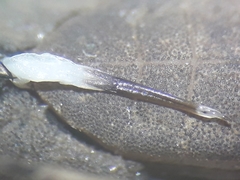 Trogulus closanicus