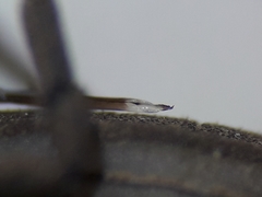 Trogulus closanicus