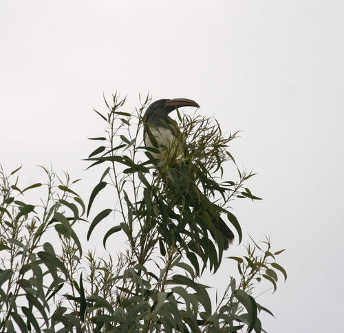 Hemprich's Hornbill (Lophoceros hemprichii)