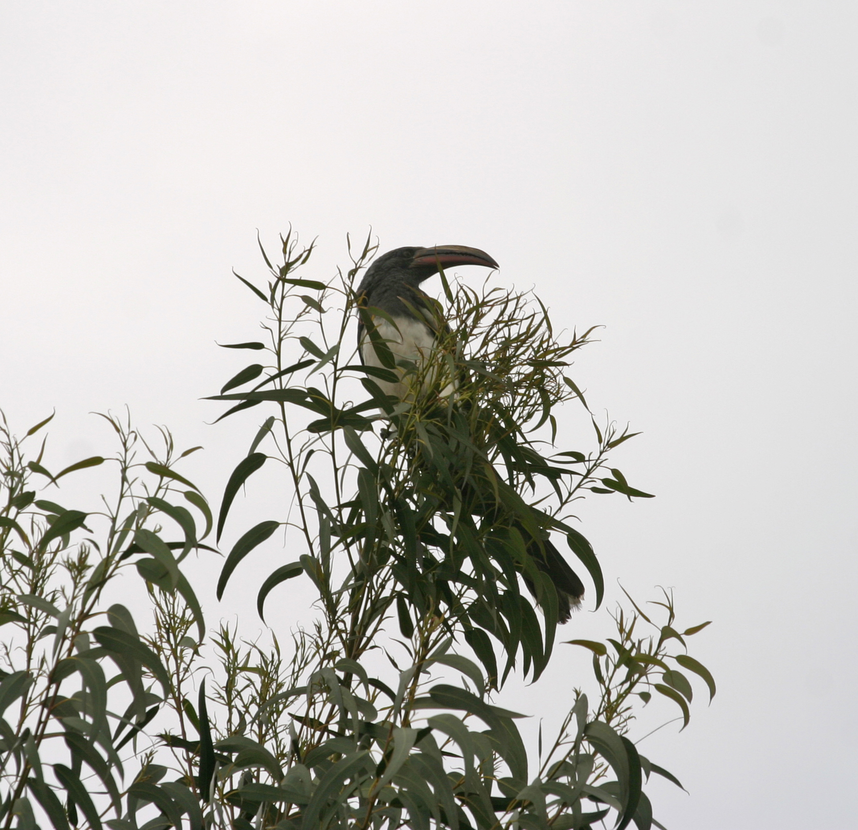 Hemprich's Hornbill illustration