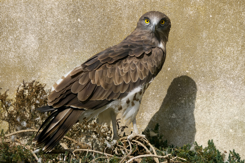 Short-toed Snake-Eagle