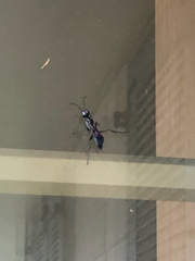 Chalybion zimmermanni