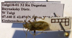 Stictopleurus punctatonervosus