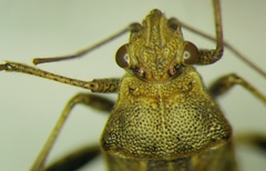 Stictopleurus punctatonervosus