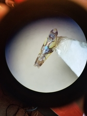 Protalebrella conica