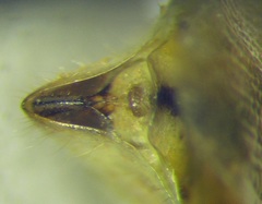 Stictopleurus punctatonervosus