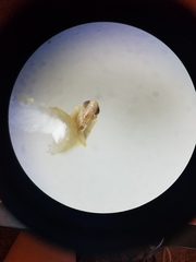 Protalebrella conica