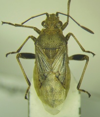 Stictopleurus punctatonervosus