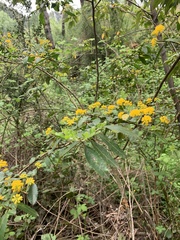 Azara serrata