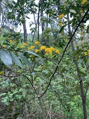 Azara serrata