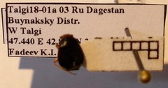 Strongylocoris leucocephalus