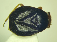 Strongylocoris leucocephalus