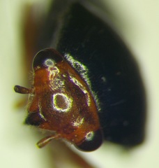 Strongylocoris leucocephalus