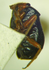 Strongylocoris leucocephalus