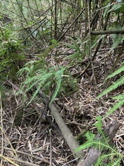 Sticherus quadripartitus