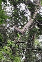 Nycticorax nycticorax obscurus