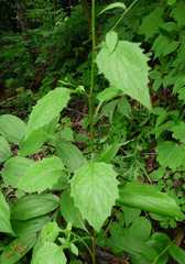 Lapsana communis communis