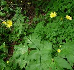 Lapsana communis communis