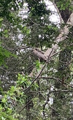 Nycticorax nycticorax obscurus